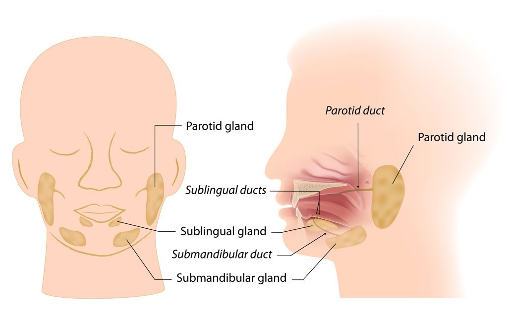 Salivary Gland Surgery